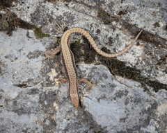 Iberolacerta horvathi