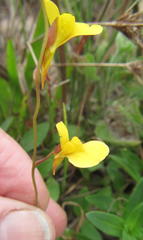 Utricularia prehensilis