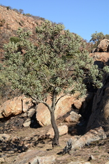 Protea caffra caffra