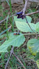Insecta