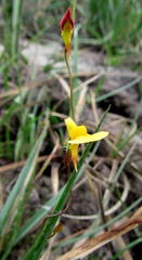 Utricularia prehensilis