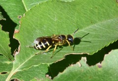 Philanthus solivagus