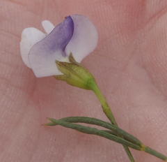 Psoralea diturnerae