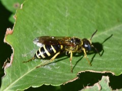 Philanthus solivagus
