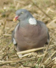 Columba palumbus
