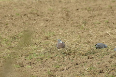 Columba palumbus