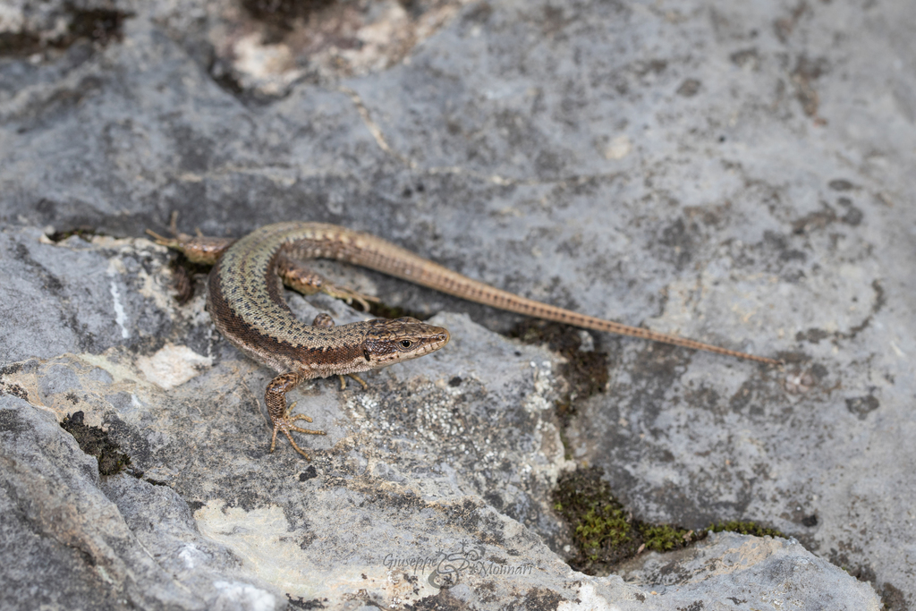 Horvath's Rock Lizard