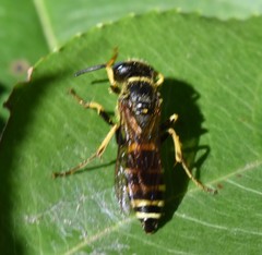 Philanthus solivagus