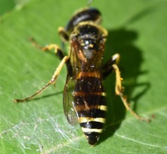 Philanthus solivagus