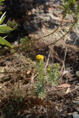 Phymaspermum athanasioides