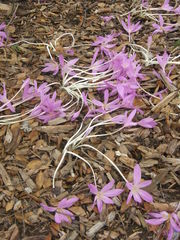 Colchicum autumnale