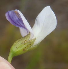 Psoralea diturnerae