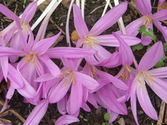 Colchicum autumnale