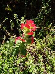 Castilleja hirsuta