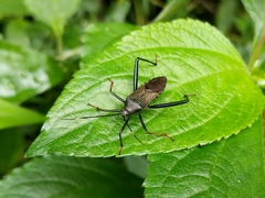 Notobitus