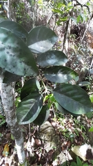 Peponidium carinatum