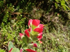 Castilleja hirsuta