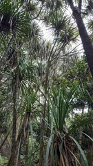 Martellidendron hornei