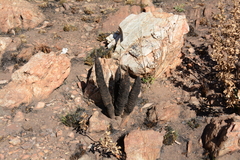 Xerophyta retinervis