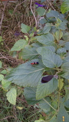 Insecta