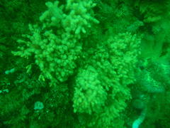 Melithaea rubra