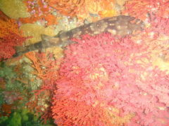 Haploblepharus pictus