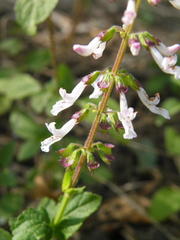 Orthosiphon suffrutescens