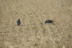 Corvus corone