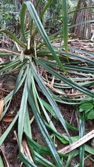 Martellidendron hornei