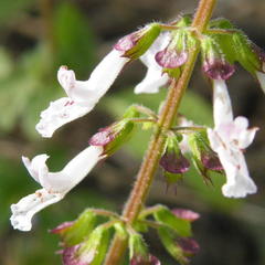 Orthosiphon suffrutescens