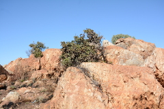 Englerophytum magalismontanum