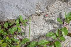 Leiobunum roseum