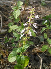 Orthosiphon suffrutescens