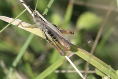 Gomphocerippus rufus