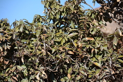 Englerophytum magalismontanum