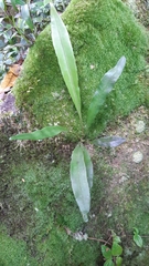Elaphoglossum hornei