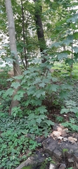 Acer platanoides