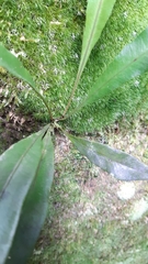 Elaphoglossum hornei