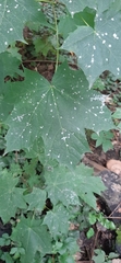 Acer platanoides