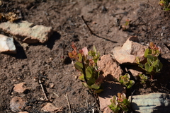 Searsia magalismontana magalismontana