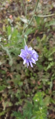 Cichorium intybus