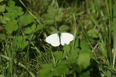 Pieris napi