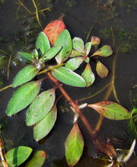Ludwigia adscendens diffusa