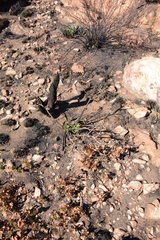 Searsia magalismontana magalismontana