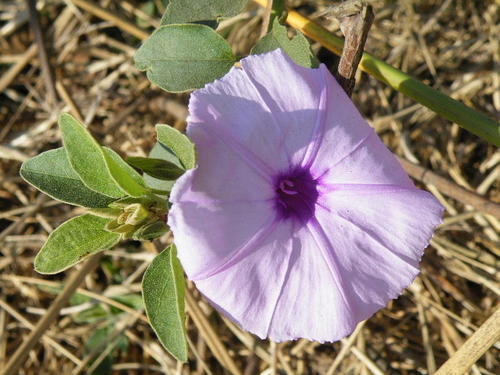 Common Star-Creeper (Variety Astripomoea malvacea malvacea) · iNaturalist