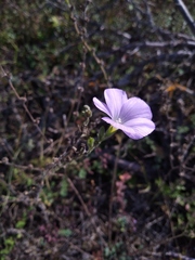 Linum hirsutum