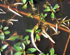 Ludwigia adscendens diffusa