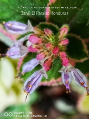 Coleus amboinicus