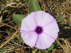 Astripomoea malvacea malvacea