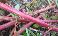Ludwigia adscendens diffusa